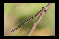 Lestes virens, thumbnail 13 / 20
