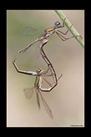 Lestes virens, thumbnail 14 / 20