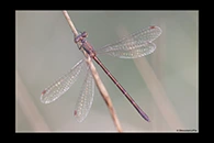 Lestes virens, thumbnail 15 / 20