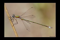 Lestes virens, thumbnail 16 / 20