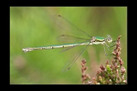 Lestes virens, thumbnail 17 / 20