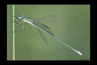 Lestes virens, thumbnail 18 / 20