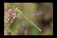 Lestes virens, thumbnail 19 / 20