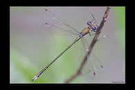 Lestes virens, thumbnail 20 / 20