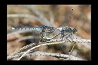 Leucorrhinia albifrons, thumbnail 2 / 20