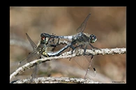 Leucorrhinia albifrons, thumbnail 3 / 20