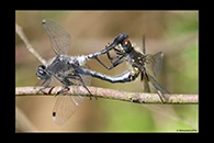 Leucorrhinia albifrons, thumbnail 5 / 20