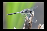 Leucorrhinia albifrons, thumbnail 7 / 20