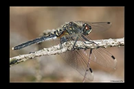 Leucorrhinia albifrons, thumbnail 9 / 20