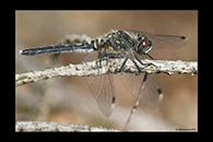 Leucorrhinia albifrons, thumbnail 10 / 20
