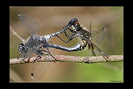 Leucorrhinia albifrons, thumbnail 12 / 20
