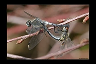 Leucorrhinia albifrons, thumbnail 13 / 20