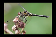 Leucorrhinia albifrons, thumbnail 17 / 20