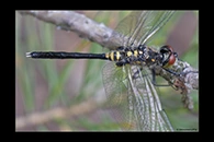 Leucorrhinia albifrons, thumbnail 19 / 20