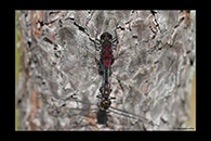 Leucorrhinia dubia, thumbnail 5 / 20