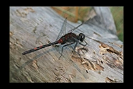 Leucorrhinia dubia, thumbnail 10 / 20