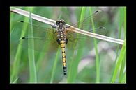 Leucorrhinia pectoralis, thumbnail 3 / 20