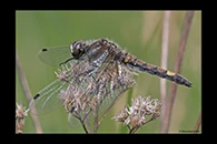 Leucorrhinia pectoralis, thumbnail 4 / 20