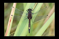 Leucorrhinia pectoralis, thumbnail 12 / 20
