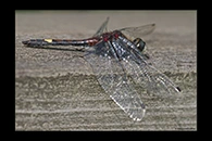 Leucorrhinia pectoralis, thumbnail 13 / 20