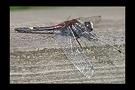 Leucorrhinia pectoralis, thumbnail 14 / 20