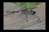 Leucorrhinia pectoralis, thumbnail 15 / 20