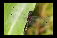 Leucorrhinia pectoralis, thumbnail 16 / 20