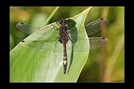 Leucorrhinia pectoralis, thumbnail 17 / 20