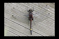 Leucorrhinia pectoralis, thumbnail 19 / 20