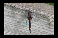 Leucorrhinia pectoralis, thumbnail 20 / 20