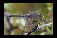 Leucorrhinia rubicunda, thumbnail 4 / 20