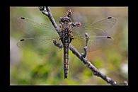 Leucorrhinia rubicunda, thumbnail 5 / 20