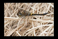 Leucorrhinia rubicunda, thumbnail 6 / 20