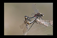 Leucorrhinia rubicunda, thumbnail 9 / 20