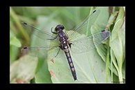 Leucorrhinia rubicunda, thumbnail 10 / 20