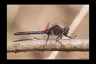 Leucorrhinia rubicunda, thumbnail 11 / 20