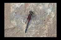 Leucorrhinia rubicunda, thumbnail 12 / 20