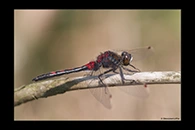 Leucorrhinia rubicunda, thumbnail 15 / 20