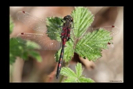 Leucorrhinia rubicunda, thumbnail 16 / 20