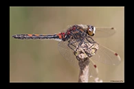 Leucorrhinia rubicunda, thumbnail 17 / 20
