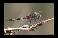 Leucorrhinia rubicunda, thumbnail 18 / 20