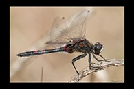 Leucorrhinia rubicunda, thumbnail 19 / 20