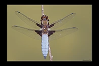 Libellula depressa, thumbnail 2 / 20