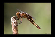 Libellula depressa, thumbnail 4 / 20