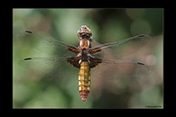 Libellula depressa, thumbnail 7 / 20
