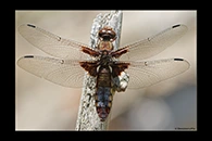 Libellula depressa, thumbnail 10 / 20