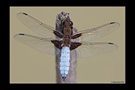 Libellula depressa, thumbnail 13 / 20
