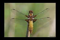 Libellula depressa, thumbnail 16 / 20