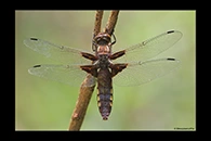 Libellula depressa, thumbnail 18 / 20