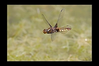 Libellula depressa, thumbnail 19 / 20